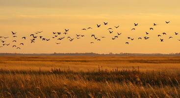 A flock of birds flying over a field of tall grass photo