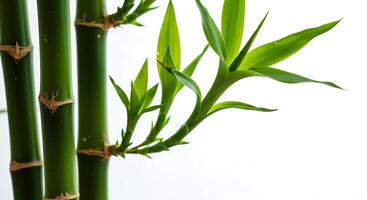 A close up of a bamboo plant with leaves photo