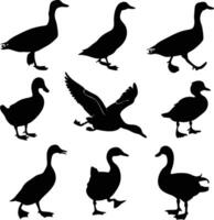 Duck silhouette bundle set design A collection of 9 black duck silhouettes in poses, including jumping, standing, sitting, and digital use with white background vector