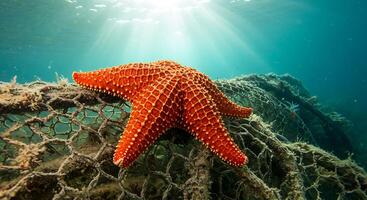 A starfish is sitting on a net photo