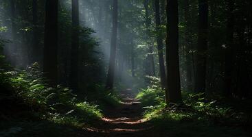 Photograph the light in the forest by jonathan klein on 500px photo