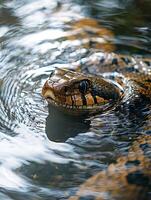 A snake in the water photo