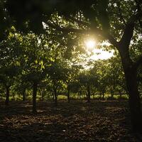 Golden Hour in an Orchard Sunlight Filtering Through Leafy Trees. photo