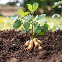 Peanut Plant Growing in Soil with Peanuts Visible. A close-up image of a peanut plant emerging from the ground, showing the peanuts attached to the roots. photo