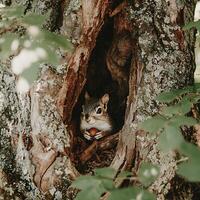 Adorable Squirrel in Tree Hollow Holding Nut. A captivating close-up image of a small squirrel nestled within a natural tree cavity. photo
