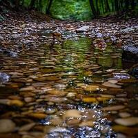 Serene Forest Stream Pebbles and Tranquil Water in a Woodland Setting. photo