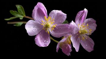 Closeup of Petals and Dewdrops, Flower Photography photo