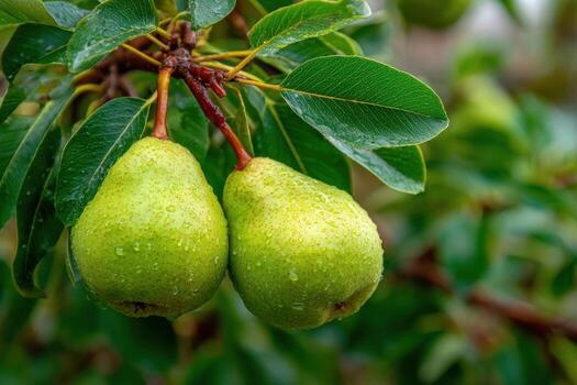 Two pears are hanging from a tree branch photo