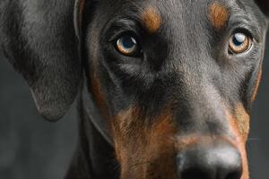 A close up of a doberman dog photo