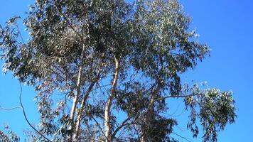 Felling Tree. Deforestion concept video