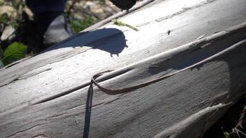 Chainsaw to Cut a Log or Tree video