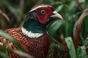 A close up of a pheasant in the grass photo