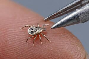 A small spider is being held by a pair of tweezers photo