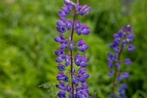 Purple flowers stand tall in a verdant meadow, soaking up sunlight and attracting insects on a bright spring day photo