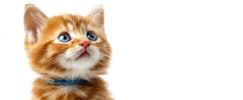 The adorable ginger kitten with bright blue eyes looking curiously ahead photo