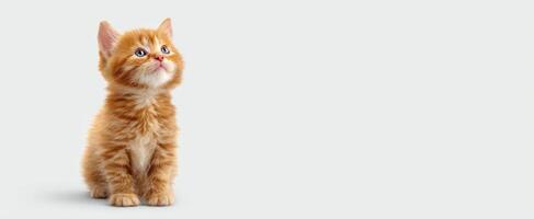 The adorable orange kitten looking curiously at its surroundings. photo