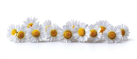 The delicate daisies arranged in a captivating line on a white background. photo
