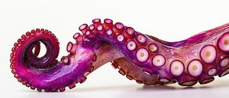 The vibrant curling tentacle of an octopus against a clean background. photo