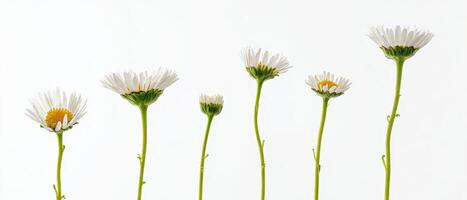 The delicate progression of daisies showcasing nature's beauty and elegance. photo