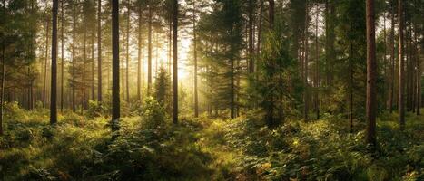 The sun rises through the trees in a serene forest landscape. photo