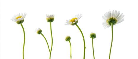 The elegant progression of daisies in various stages of blooming. photo