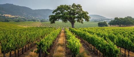 The magnificent vineyard landscape with an oak tree against rolling hills. photo
