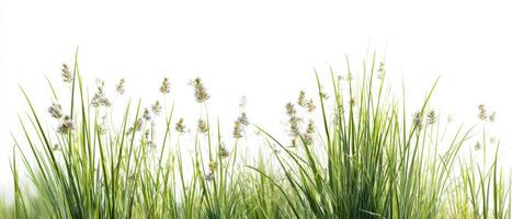 The lush green grass with delicate wildflowers against a crisp white background photo