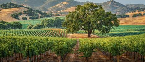 The Majestic Tree in a Serene Vineyard Landscape photo