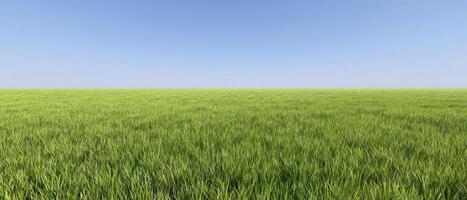 The vast expanse of lush green grass under a clear blue sky. photo