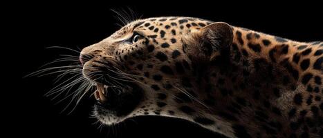 The fierce leopard displaying its powerful presence against a dark background. photo