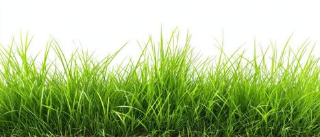 The lush green grass swaying gently in the breeze under a bright sky. photo