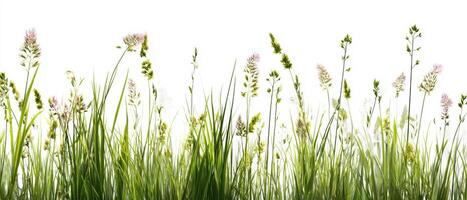 The vibrant grass and wildflowers dancing in the gentle breeze. photo
