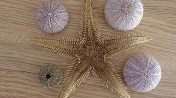Star Fish Background. video