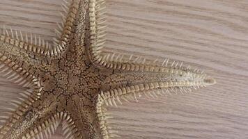Star Fish Background 2 video