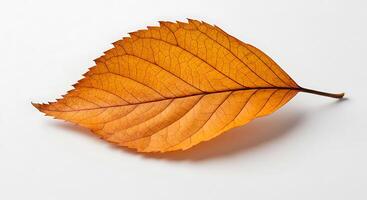 A single leaf on a white surface photo