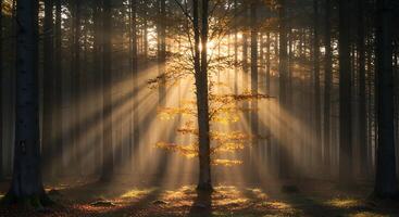 A tree in the middle of a forest with sunlight shining through it photo
