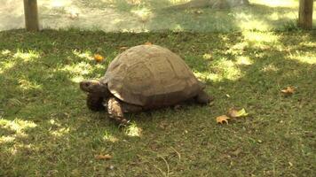 Turtle at Zoo video