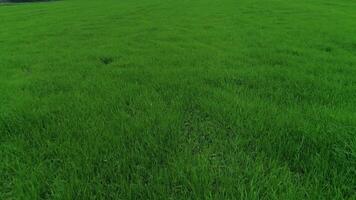 Green Grass as Background video