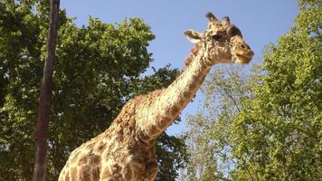 Giraffe at Zoo video