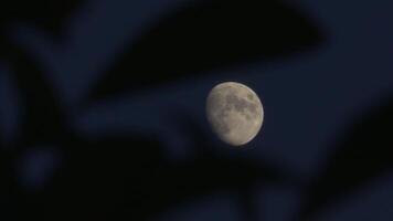 Moon Behind Trees 2 video