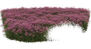 A field of purple flowers with a white border photo