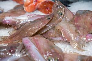 Fresh catch of European sole fish on ice close up. Cleaned fish for cooking and restaurants photo