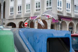 A Seagull searching for food in the city, photo