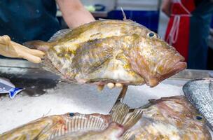 Saint-Pierre Seafish, Zeus Faber, John Dory, Pez de San Pedro, fisher holding. photo
