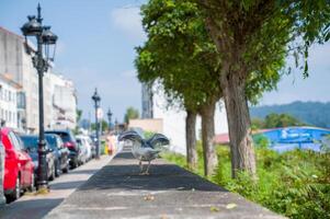 A Seagull searching for food in the city.. photo