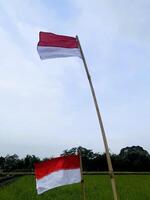 Indonesian flag being raised or flown in a rice field during Indonesia independence day celebration photo