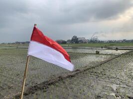Indonesian flag being raised in a rice field during Indonesia independence day celebration photo