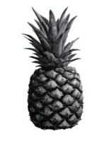 Vintage Pineapple In Retro Engraving. Botanical Illustration Isolated On Transparent Background png