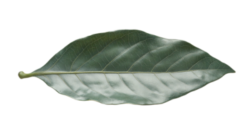 Close-up of a single, verdant leaf, exhibiting smooth texture and prominent veins png