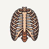 Human Rib Cage Anatomy Illustration, Front View Skeletal Chest Bones, Medical and Educational for Biology, Healthcare, Science, and School Projects. vector